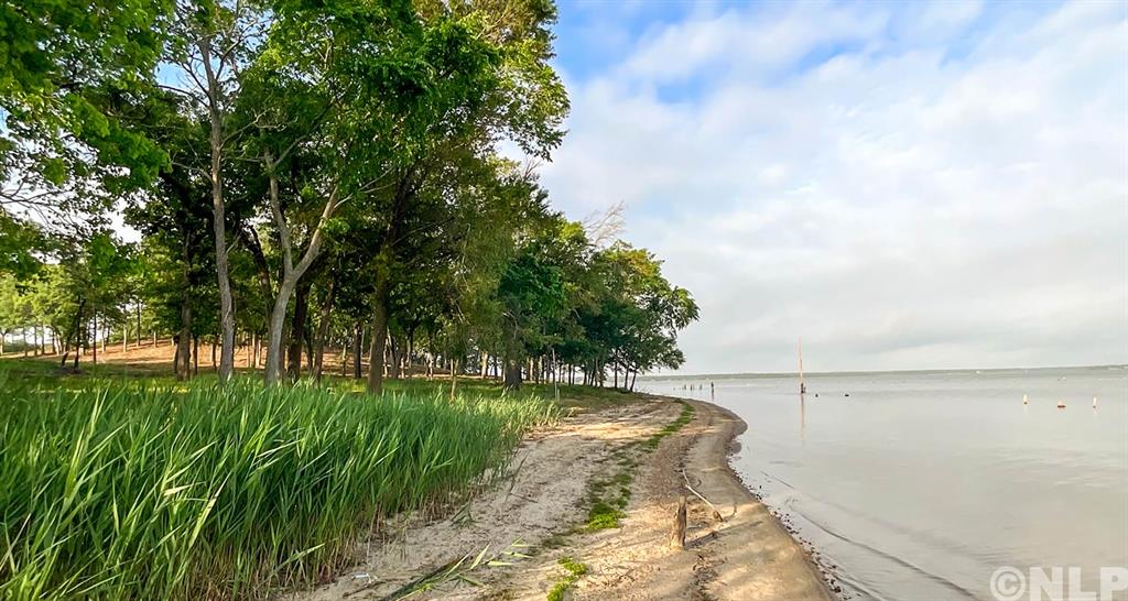 Shaded shoreline trees